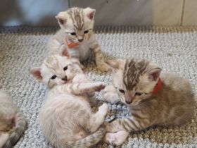 Bengal Kittens reinrassig mit Stammbaum