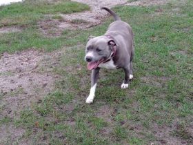 AmStaff Mädchen mit schöner Farbe sucht dringend neues Zuhause