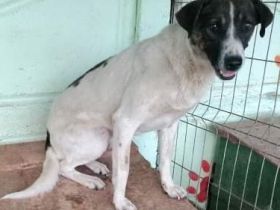 Luke, freundlich aber sehr ängstlich