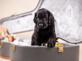 !! Wir haben Flat Coated Retriver Welpen !!