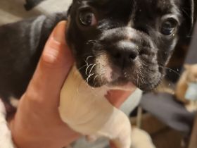 Französische Bulldoggen Welpen
