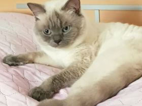 Deckkater in Blue Point (Kein Verkauf)