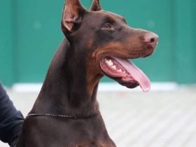 La Curiosa kennel in Ungarn