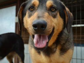 liebe,kastrierte Adele im Tötungstierheim in Rumänien, hofft auf Rettung durch tierliebe Menschen