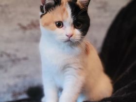 Wundervolle BKH Kitten