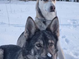 Schäferhund Husky Mix  Welpen