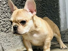 zauberhafter Französischer Bulldog