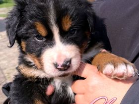 Berner Sennenhund Welpen