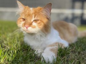 Deckkater Norwegische Waldkatze