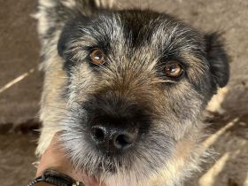 Mila, ein Oldie wartet auf eine Chance