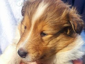 Collie Welpen aus 60 Jahren Zucht