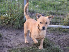 Bjarne, sehr freundlicher, süßer Hundemann sucht Körbchen forever