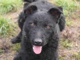 Stan, aktiver, freundlicher Junghund, 1 Jahr alt, 47 cm, Mudi (Mix), kastriert