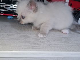 Reinrassige heilige Birma Kitten abzugeben