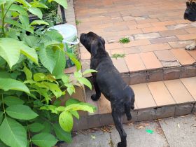 Cane Corso hybride