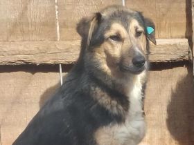 Randy, zurückhaltend und scheu/Erfahrung nötig