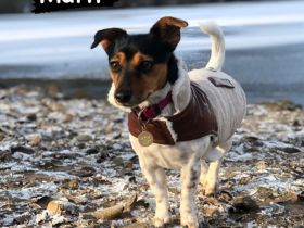 Jack Russel Welpen reinrassig, kurzhaar, kurzbeinig