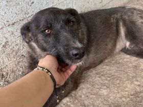 Blake, Schnauzer-Mix