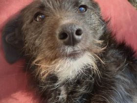 Leadsängerin sucht Band