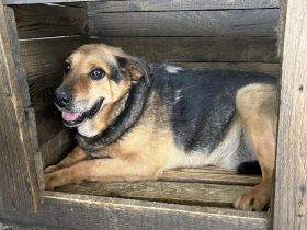 Corcky, zurückhaltend aber freundlich sucht einen Gnadenplatz