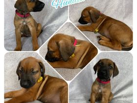 Wunderschöne Rhodesian Ridgeback Welpen