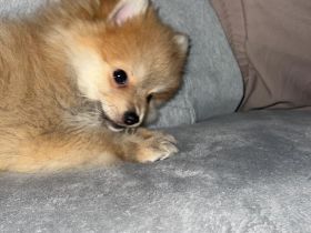 Pommerian Spitz Hündin