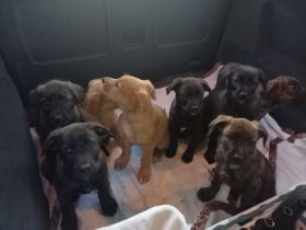 Süße Hundewelpen suchen ein neues Zuhause