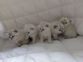 BKH - Britisch Kurzhaar Kitten