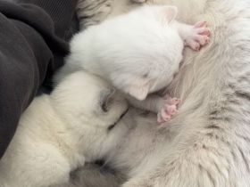 Britisch Kurzhaar Kitten