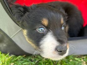 Australian Shepherd Welpen