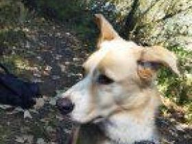 Liebe Hündin aus Hersbruck abzugeben