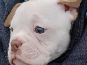 Wunderschönes Old English Bulldog Mädchen