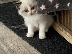 Ragdollkitten mit Stammbaum