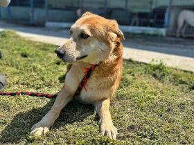 Bobby, sensibel und unsicher