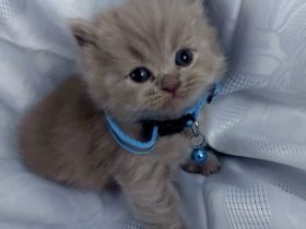 British Shorthair kitten