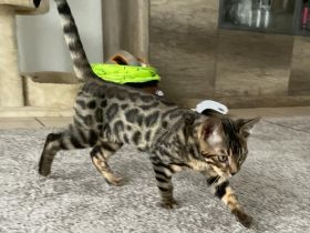 Bengalische Kater mit Stammbaum zu verkaufen.