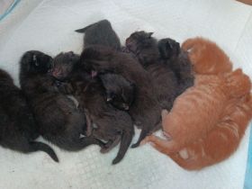 Main Coon Xxl mix Kitten