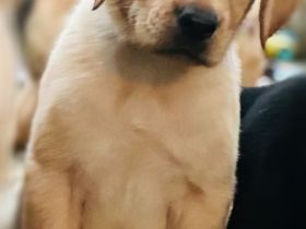 Labradorwelpen suchen ein Heim für immet