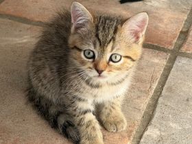 BKH  Kitten Stammbaum, geimpft,Chipt, Gesundheitszeunis