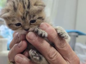 BKH  Kitten Stammbaum, geimpft,Chipt, Gesundheitszeunis