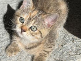 BKH  Kitten Stammbaum, geimpft,Chipt, Gesundheitszeunis