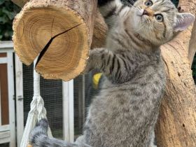 BKH  Kitten Stammbaum, geimpft,Chipt, Gesundheitszeunis