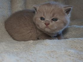 Reinrassige BKH Lilac Kitten