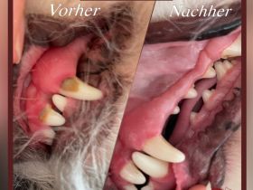 Zahnsteinentfernung für Ihren Hund - ohne Narkose