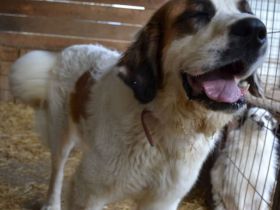 liebe,kastrierte Lisa, geb.10.11.2020, sucht ein Heim wo sie artgerecht leben darf