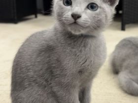 Russisch Blau Kitten mit Stammbaum