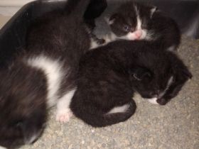 Katzenbabys abzugeben in 12 Wochen
