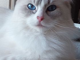 von der Königslinie