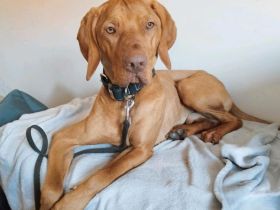 Karli sucht dringend ein neues Zuhause!