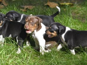 Brasilianische Terrier / Terrier Brasileiro Welpen mit FCI Stammbaum